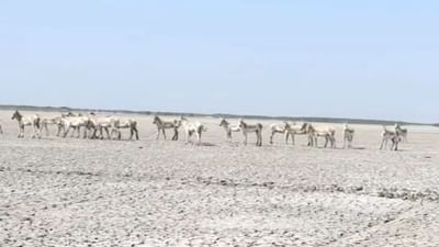 સુરેન્દ્રનગર : ઘૂડખર અભ્યારણ્ય આજથી પ્રવાસીઓ માટે ખુલ્લું મુકાયું