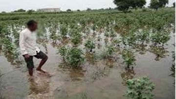 JUNAGADH : અતિશય વરસાદમાં પાક સુકાયો, ખેડૂતોને આર્થિક નુકસાનની ચિંતા