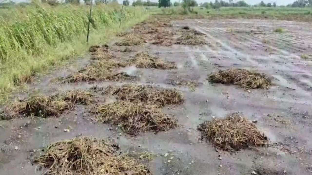 JUNAGADH : વરસાદી માહોલથી ખેડૂતોની મુશ્કેલી વધી, ઝાંઝરડા ગામમાં મગફળીના પાથરા પલળી જતા નુકસાન