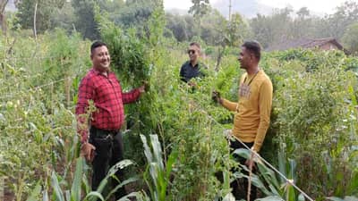 છોટાઉદેપુર : ફરી ગાંજાની ખેતીનો પર્દાફાશ, કવાંટના ઉમઠી ગામેથી એક શખ્સની ધરપકડ