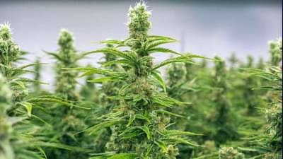 ફરી છોટાઉદેપુરના ગ્રામ્ય વિસ્તારમાંથી ગાંજાની ખેતીનો પર્દાફાશ, એક ઇસમની ધરપકડ