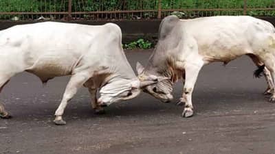 રાજકોટ : ધોરાજીમાં રખડતા ઢોરના પ્રશ્ને પ્રજા પરેશાન, પાલિકાની કામગીરીને લઇને અનેક સવાલો