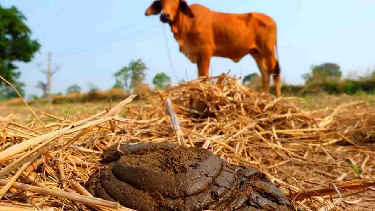 બ્રિટનના ખેડૂતોએ ગાયના છાણમાંથી બનાવી બેટરી, આખું વર્ષ જગમગાવી શકે છે 3 ઘર