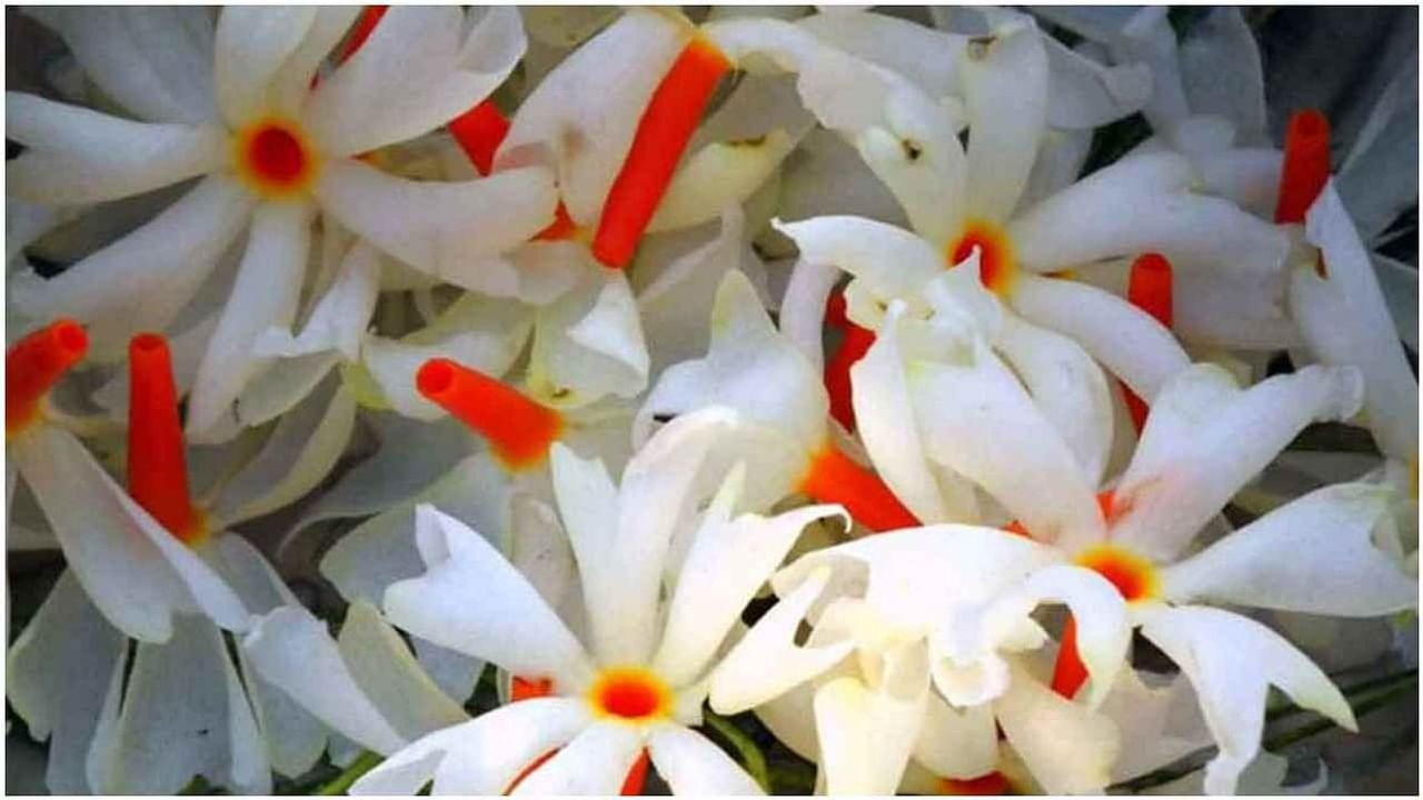 પારિજાત એટલે કે હરસિંગરનું ઔષધીય નામ Nyctanthes arbor-tristis છે. તેને નાઇટ ક્વીન, રાતરાણી, પારિજાત અને નાઇટ જાસ્મીન તરીકે પણ ઓળખવામાં આવે છે. તેના સફેદ ફૂલો ખૂબ સુગંધિત હોય છે.