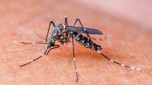 Dengue : અમદાવાદમાં કોરોના બાદ ડેન્ગ્યુનો ભરડો, ગત વર્ષ કરતા 5 ગણા વધુ કેસો નોંધાયા