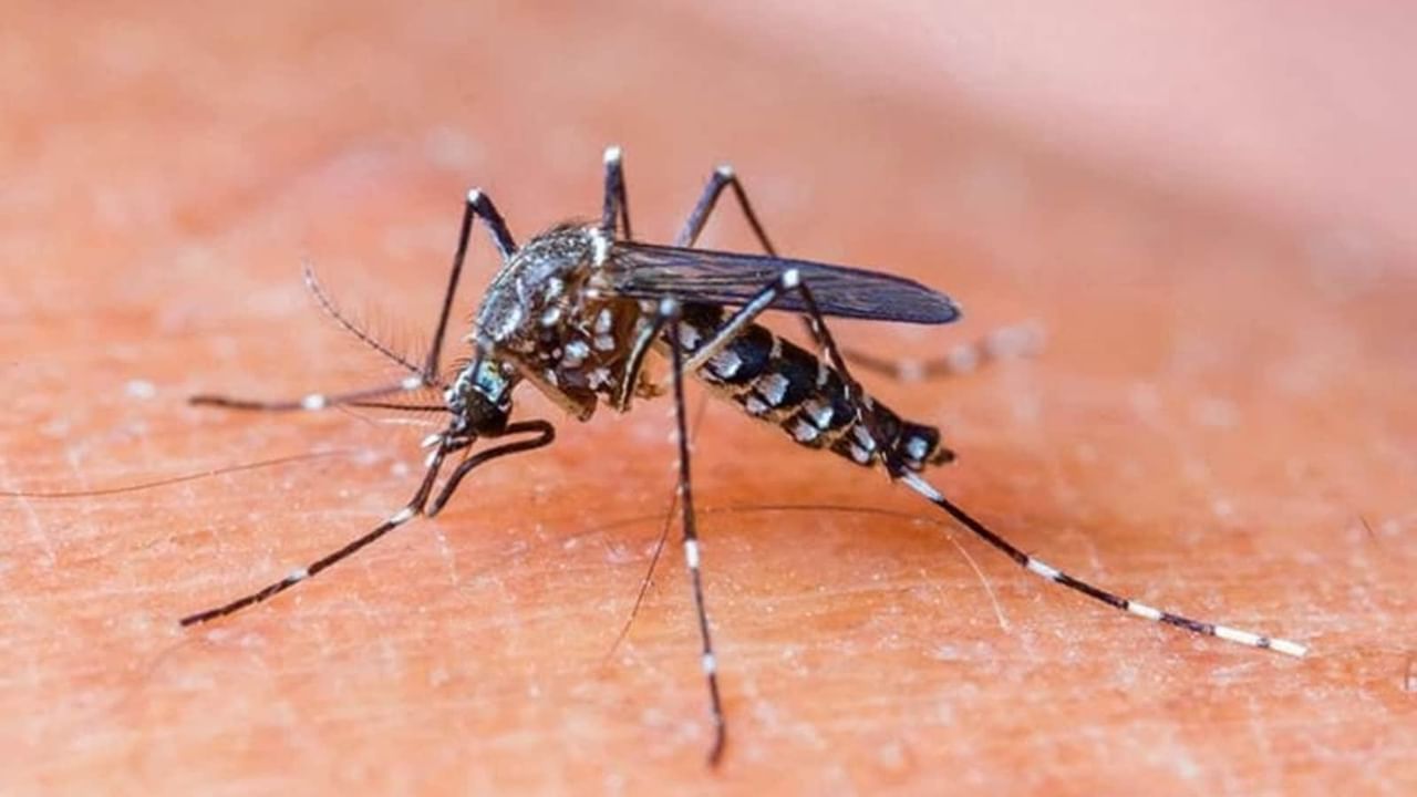 Dengue in UP: ઉત્તરપ્રદેશના પ્રયાગરાજમાં ડેન્ગ્યુનો હાહાકાર, સરકારી હોસ્પિટલોમાં દાખલ છે 872 દર્દીઓ!