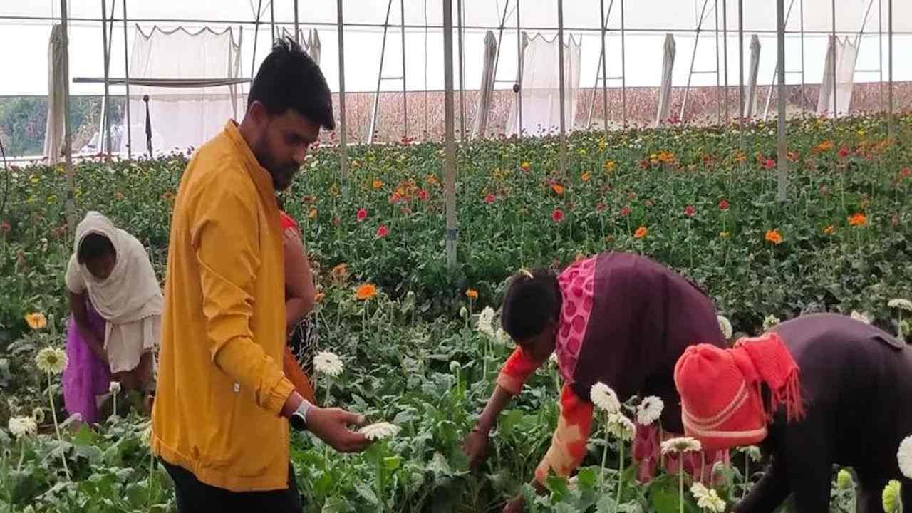 Success Story: એન્જીનિયરની નોકરી છોડી આ કિસાન બંધુઓએ શરૂ કરી અતિ દુર્લભ જરબેરા ફૂલની ખેતી, દર મહિને કરે છે લાખોમાં કમાણી