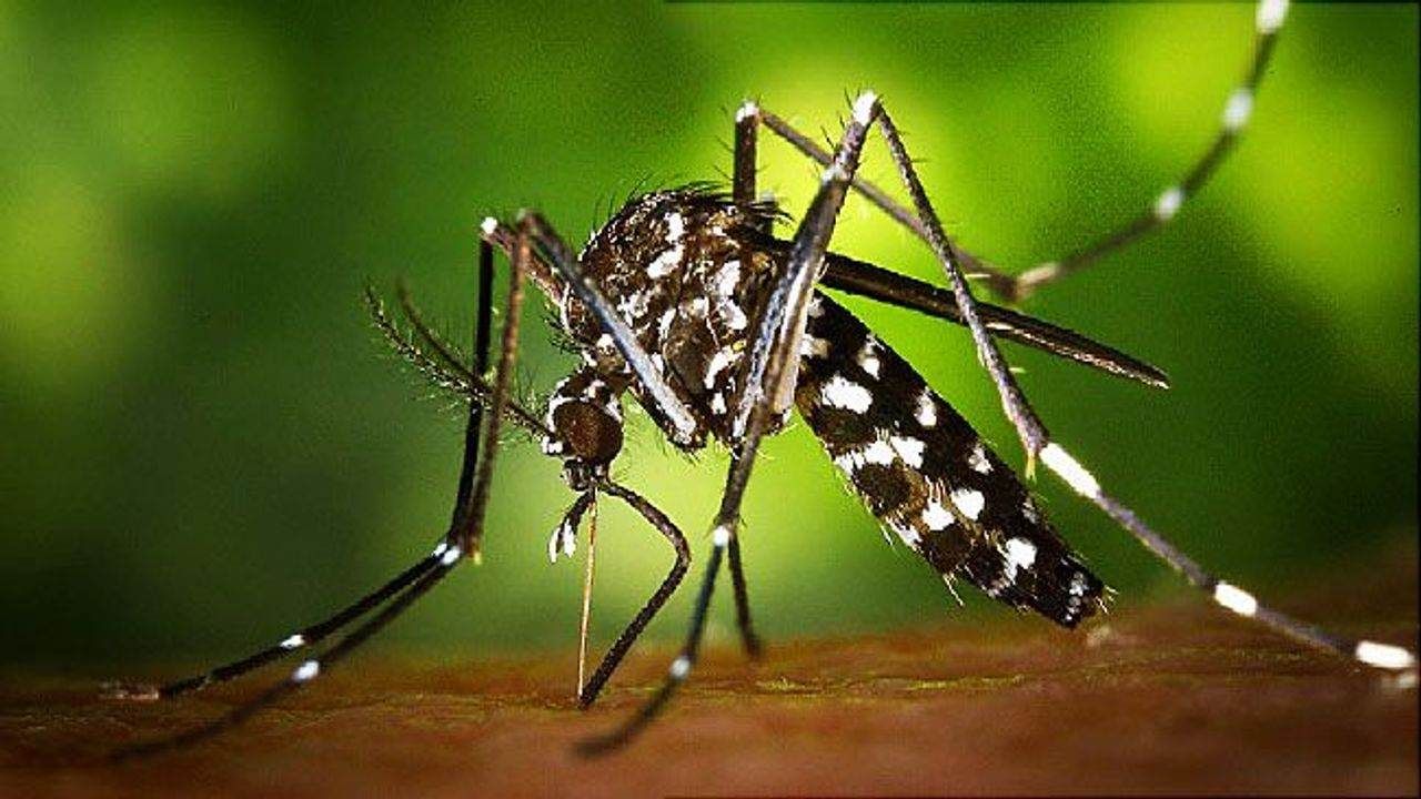 Zika Virus: હવે કોરોનાના દર્દીઓની જેમ જ ઝીકા સંક્રમિત દર્દીઓ પણ થશે હોમ આઇસોલેટ, 400 મીટરના દાયરામાં બનશે કન્ટેનમેન્ટ ઝોન