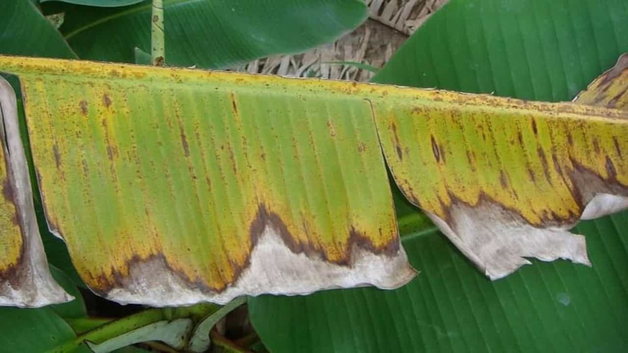 કેળાની ખેતી કરતા ખેડૂતો સાવધાન ! કેળના પાન પર આવા નિશાન જોવા મળે તો રોગના નિયંત્રણ માટે કરો આ ઉપાય