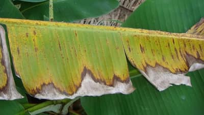 કેળાની ખેતી કરતા ખેડૂતો સાવધાન ! કેળના પાન પર આવા નિશાન જોવા મળે તો રોગના નિયંત્રણ માટે કરો આ ઉપાય