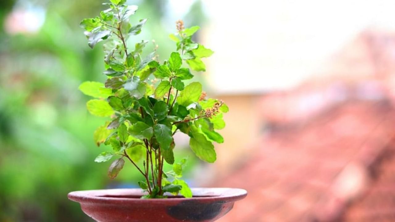 Tulsi Pooja : કારતક મહિનામાં આ રીતે કરો તુલસી પૂજન, લક્ષ્મી માતા કરશે ધનની વર્ષા - Gujarati News | Perform tulsi puja in this way in kartik month goddess lakshmi will shower