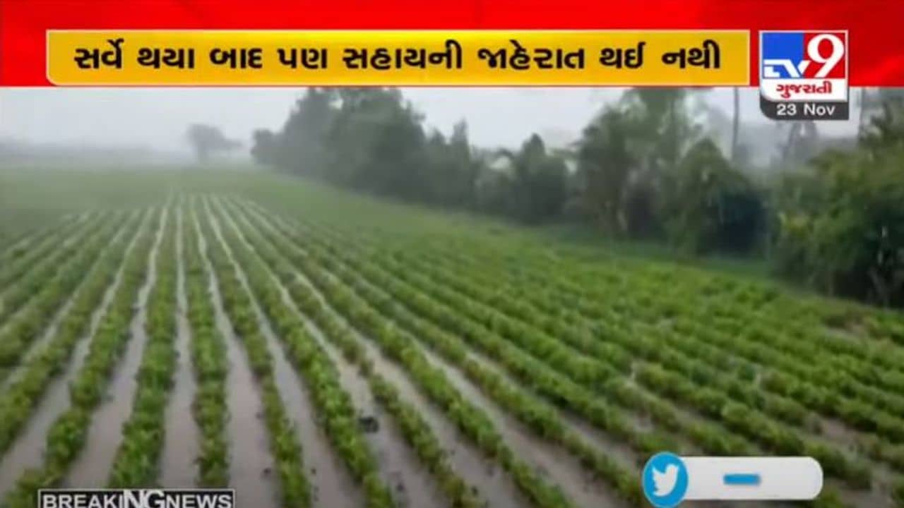 ખેડૂતો માટે સારા સમાચાર : કમોસમી વરસાદથી પાકને થયેલા નુકસાન સામે સરકાર ટૂંક સમયમાં સહાયની જાહેરાત કરે તેવી શકયતા