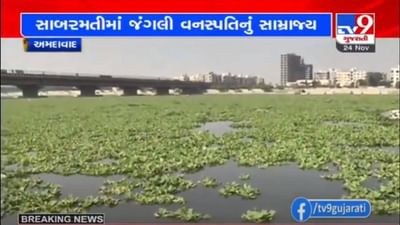 સાબરમતી નદીને ચોખ્ખી કરવામાં AMC સદંતર નિષ્ફળ, સી-પ્લેનના ટ્રેકમાં પણ જંગલી વનસ્પતિ ફરી વળી