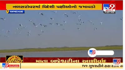 વિડીયો : નળ સરોવર ખાતે વિદેશી પક્ષીઓનું આગમન લોકોના આકર્ષણનું કેન્દ્ર બન્યું