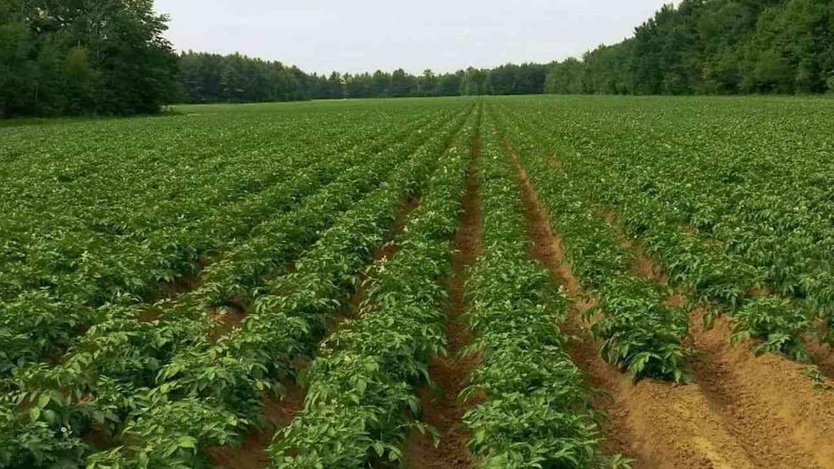 Success Story: સર્વશ્રેષ્ઠ બટાકા ખેડૂતના એવોર્ડથી સન્માનિત આ ખેડૂતની સફળતાનો છે એક જ મૂળમંત્ર