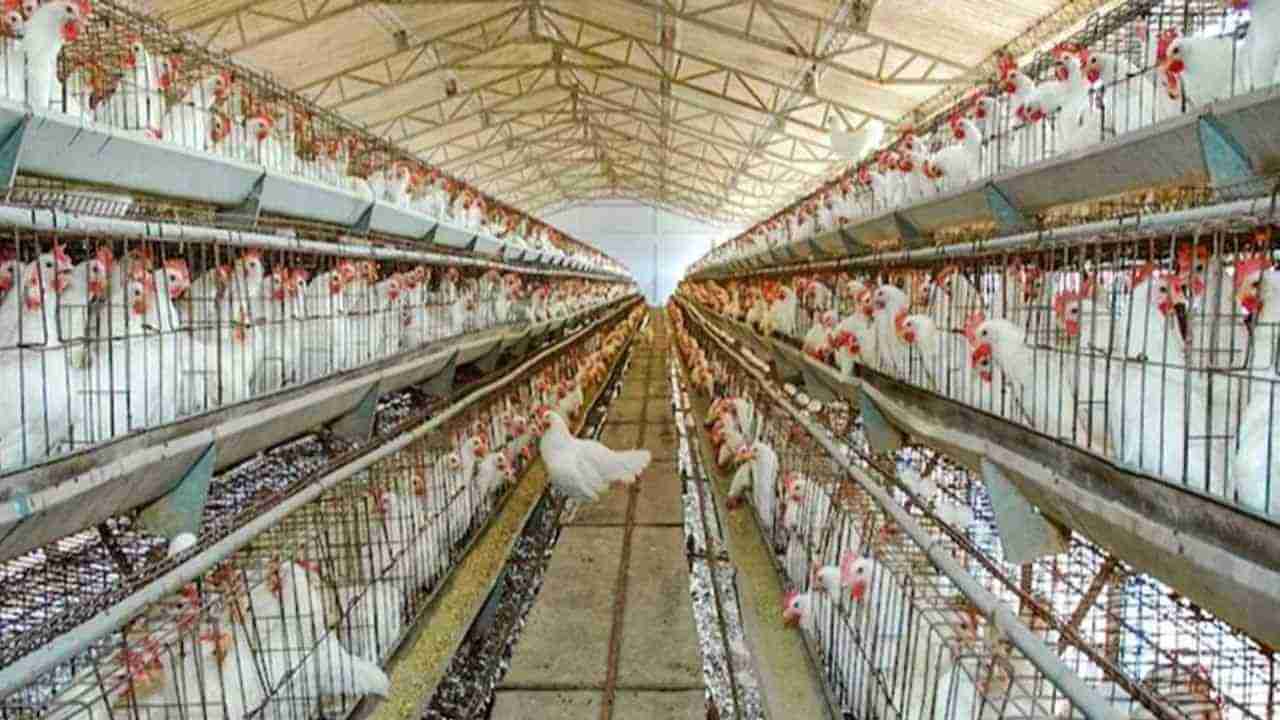 Poultry Farming : મરઘા પાલનમાં ઓછા રોકાણથી થાય છે સારી કમાણી, જાણો ખર્ચ સહીતની તમામ માહિતી
