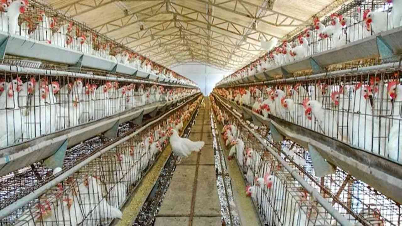 Poultry Farming : મરઘા પાલનમાં ઓછા રોકાણથી થાય છે સારી કમાણી, જાણો ખર્ચ સહીતની તમામ માહિતી