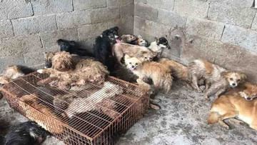 કૂતરા અને બિલાડીઓનું દુશ્મન બન્યું ડ્રેગન ! આ રોગથી પીડિત લોકોના પાલતુ જાનવરની બલી ચડાવી રહ્યુ છે ચીન