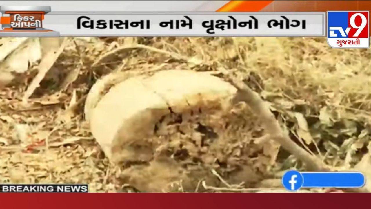 Ahmedabad: પર્યાવરણનું દુશ્મન કોર્પોરેશન! દર વર્ષે વિકાસના નામે કાઢી દેવામાં આવે છે આટલા વૃક્ષોનું નિકંદન