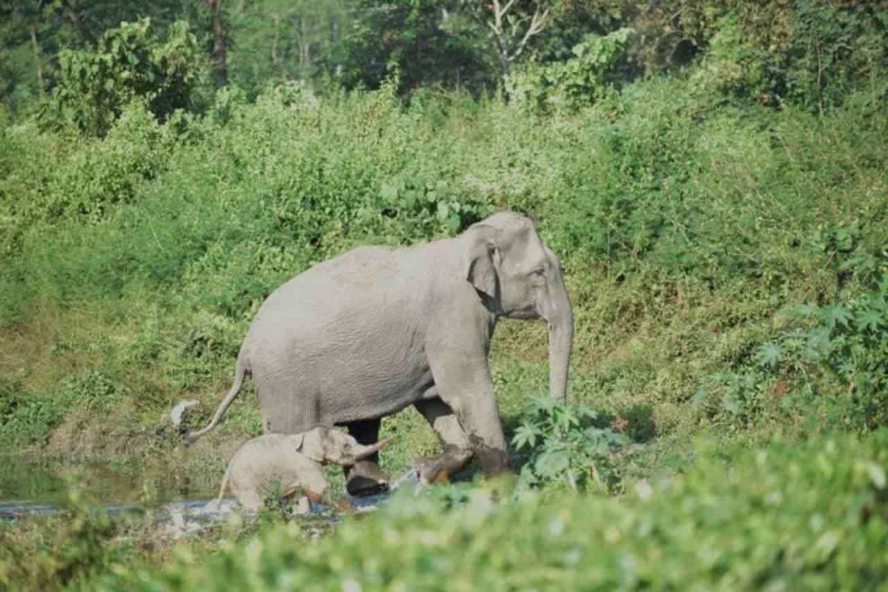 Viral: જન્મ બાદ તુરંત જ નાના ગજરાજે માતા સાથે મિલાવ્યા કદમ, મનમોહક તસ્વીર જીતી લેશે દિલ