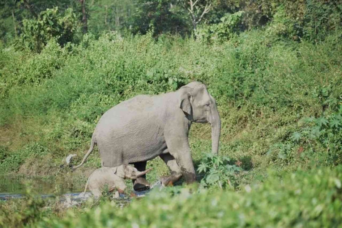 Viral: જન્મ બાદ તુરંત જ નાના ગજરાજે માતા સાથે મિલાવ્યા કદમ, મનમોહક તસ્વીર જીતી લેશે દિલ