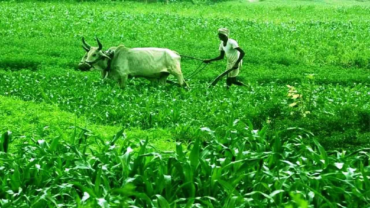 Agriculture Budget: ખેડૂતો પાસેથી મળેલા પ્રતિસાદના આધારે કૃષિ બજેટ કરાશે તૈયાર