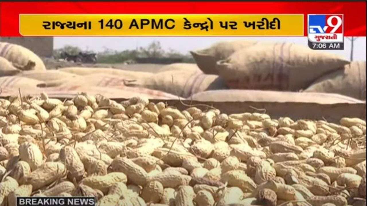 ખેડૂતોની લાભ પાંચમ : રાજ્યમાં આજથી ટેકાના ભાવે મગફળીની ખરીદી શરૂ, 140 APMC કેન્દ્રો પર તૈયારીઓ પૂર્ણ