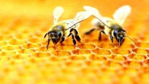Honey Production: ખેડૂતોની મહેનત રંગ લાવી, દેશમાં સર્જાઈ મધુર ક્રાંતિ, સવા લાખ મેટ્રિક ટન થયું મધનું ઉત્પાદન