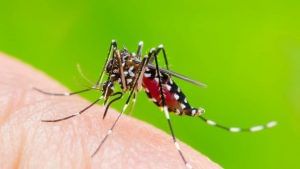 Dengue Fever: પ્લેટલેટ્સ કાઉન્ટ ઘટી રહ્યા હોય તો આહારમાં સામેલ કરો આ વિટામિન, તાવમાં મળશે રાહત
