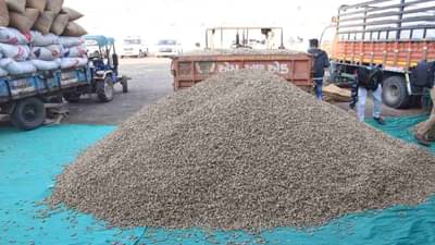 જામનગરમાં મગફળીના ટેકા ભાવે વેચાણમાં ખેડુતોએ નિરસતા દાખવી, અનેક મુશ્કેલીઓ જવાબદાર