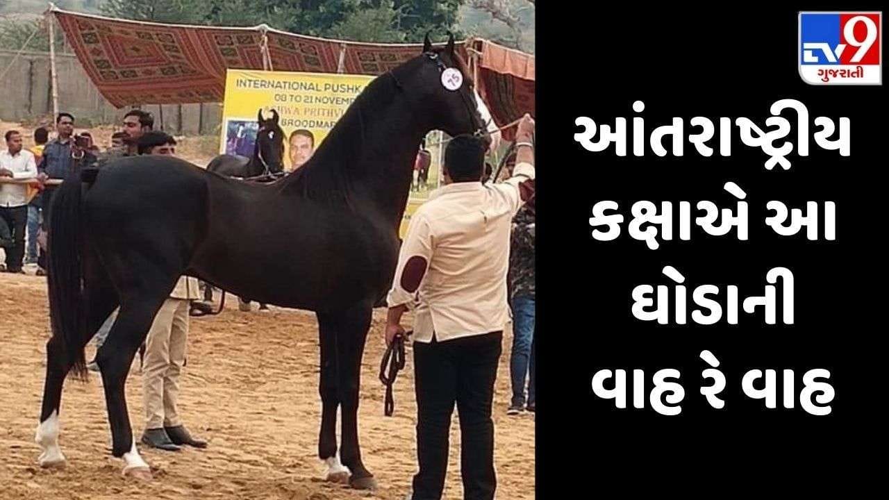 પુષ્કરના આંતરરાષ્ટ્રીય અશ્વ મેળામાં જામનગરનો કેસરિયો છવાયો, જાણો આ કરોડોના ઘોડા વિશે રસપ્રદ વાતો