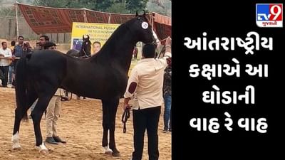 પુષ્કરના આંતરરાષ્ટ્રીય અશ્વ મેળામાં જામનગરનો કેસરિયો છવાયો, જાણો આ કરોડોના ઘોડા વિશે રસપ્રદ વાતો
