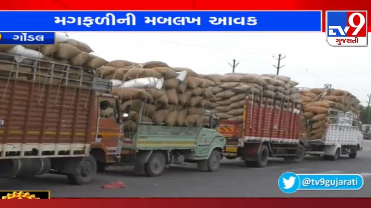 Rajkot :ગોંડલ માર્કેટિંગ યાર્ડ આજથી ધમધમશે, દોઢ લાખ ગુણી મગફળીની આવકની શક્યતા, જાણો સમગ્ર વિગત