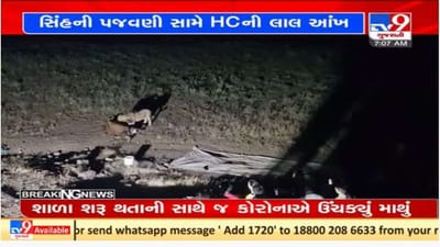 ગુજરાત હાઇકોર્ટની સરકારને ટકોર, કહ્યું સિંહોને શાંતિથી રહેવા દો, ગીરમાં સફારીની સંખ્યા ઘટાડો