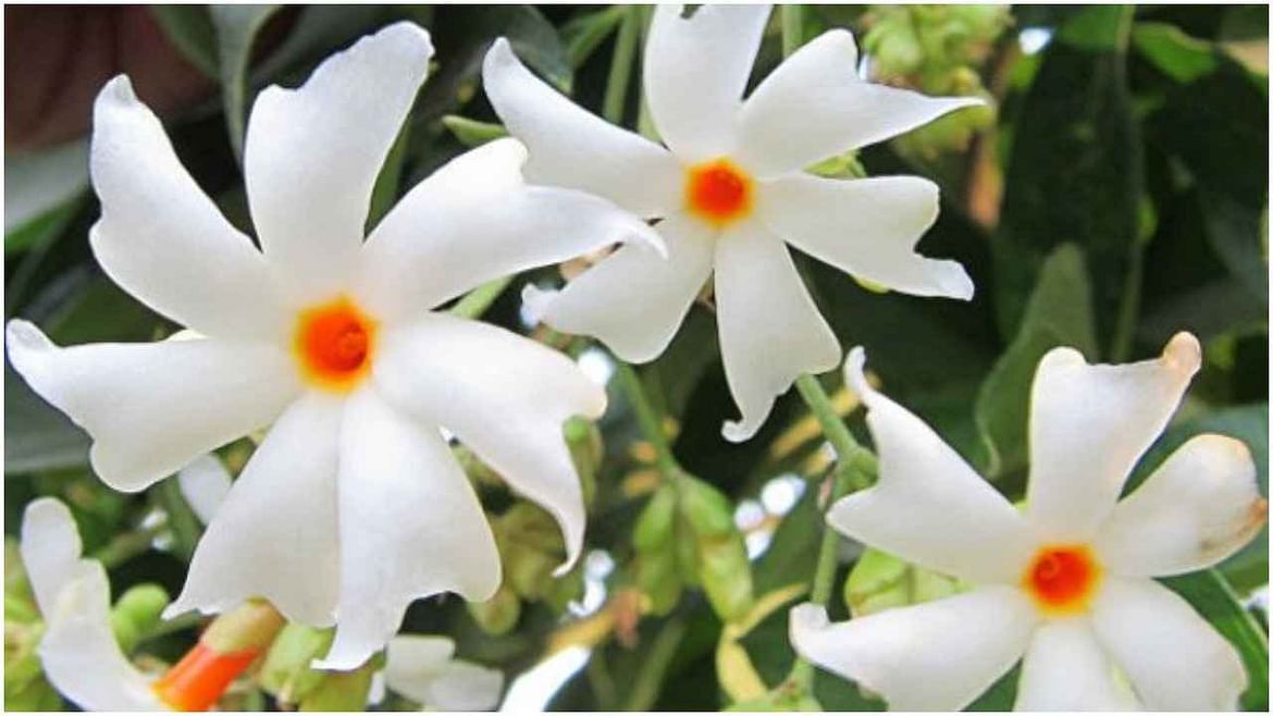 પારિજાતના એન્ટીઓક્સીડેન્ટ, બળતરા વિરોધી અને એન્ટી-બેક્ટેરિયલ ગુણો સ્વાસ્થ્ય માટે અત્યંત ફાયદાકારક છે. તેનો ઉપયોગ સંધિવા, સાંધાનો દુખાવો અને તાવની સારવાર માટે થઈ શકે છે.