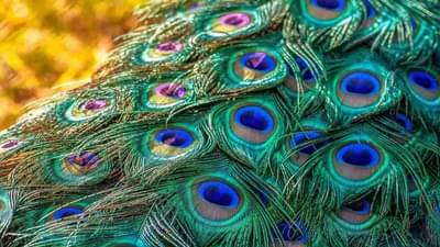 Peacock Feather Remedies : માત્ર વાસ્તુ દોષ જ નહીં પરંતુ દુર્ભાગ્યને પણ દૂર કરે છે મોર પીંછ, જાણો તેનાથી સંબંધિત લાભકારી ઉપાય