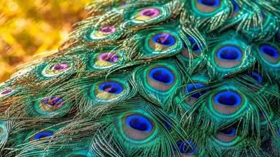 Peacock Feather Remedies : માત્ર વાસ્તુ દોષ જ નહીં પરંતુ દુર્ભાગ્યને પણ દૂર કરે છે મોર પીંછ, જાણો તેનાથી સંબંધિત લાભકારી ઉપાય