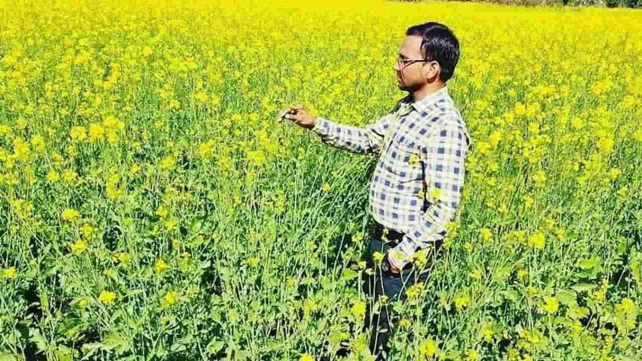 Mustard Farming: ખેડૂતો રાયડાની ખેતી માટે અપનાવો આ 5 સરળ ટિપ્સ, મળશે જોરદાર ઉત્પાદન