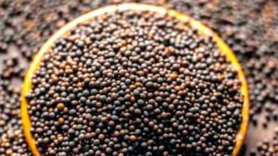 સરસવના ભાવમાં સતત વધારો, તેલીબિયાંના ભાવમાં પ્રતિ ક્વિન્ટલ 305 રૂપિયા અને તેલમાં 470 રૂપિયાનો વધારો