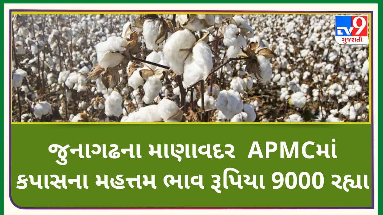 Mandi: જુનાગઢના માણાવદર APMCમાં કપાસના મહત્તમ ભાવ રૂપિયા 9000 રહ્યા, જાણો જુદા-જુદા પાકના ભાવ
