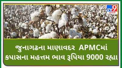 Mandi: જુનાગઢના માણાવદર APMCમાં કપાસના મહત્તમ ભાવ રૂપિયા 9000 રહ્યા, જાણો જુદા-જુદા પાકના ભાવ Mandi: જુનાગઢના માણાવદર APMCમાં કપાસના મહત્તમ ભાવ રૂપિયા 9000 રહ્યા, જાણો જુદા-જુદા પાકના ભાવ