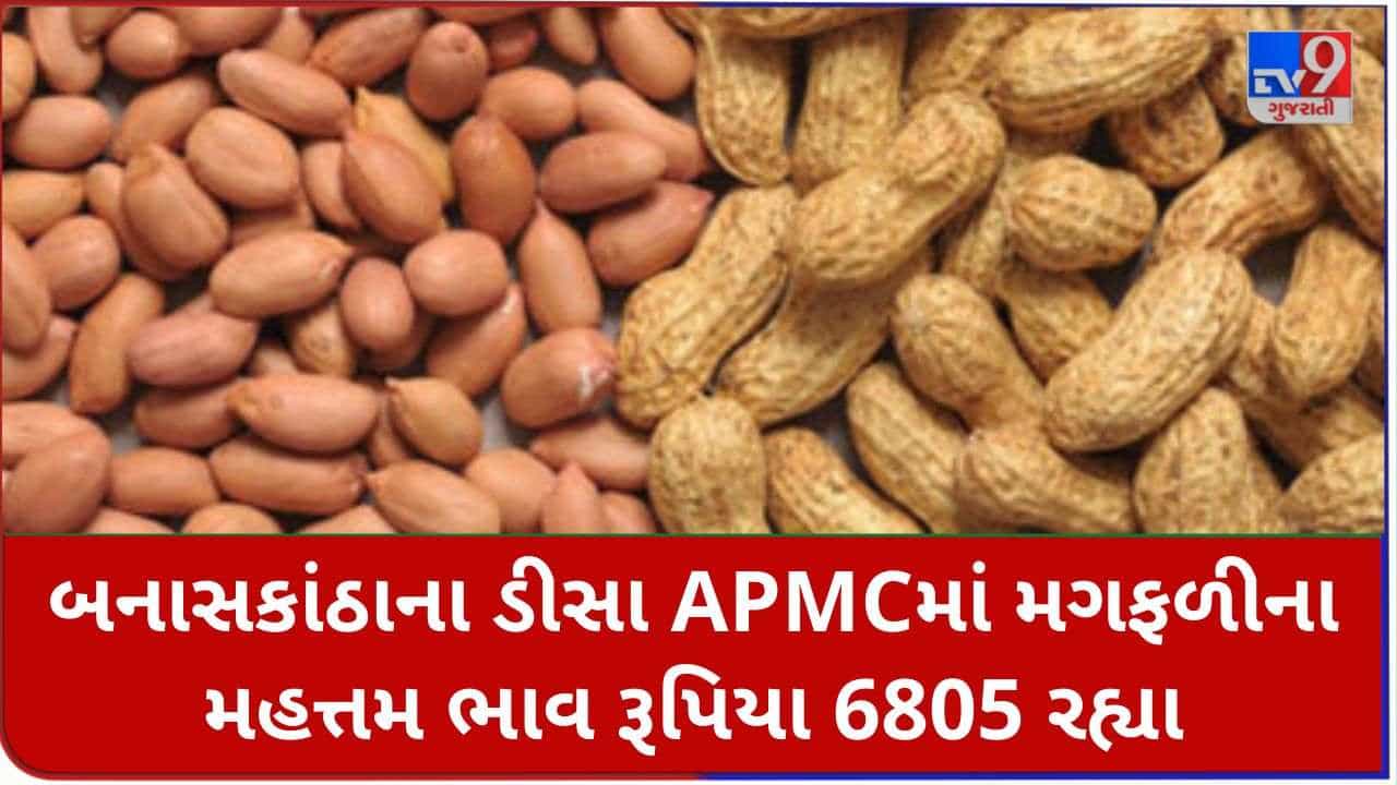 Mandi: બનાસકાંઠાના ડીસા APMCમાં મગફળીના મહત્તમ ભાવ રૂપિયા 6805 રહ્યા, જાણો જુદા-જુદા પાકના ભાવ