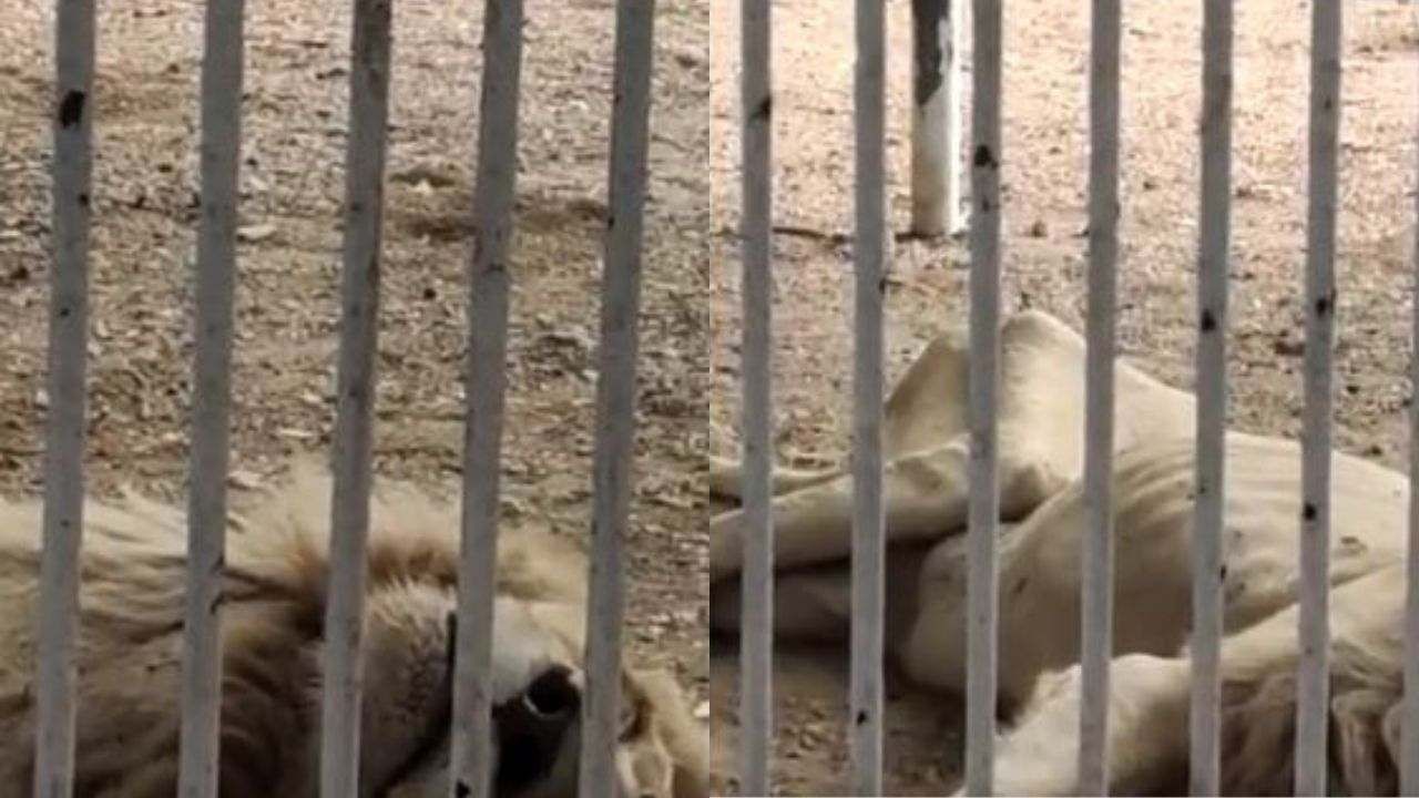 Poor Pakistan has no money to feed zoo animals, painful video of lion goes  viral Dog like condition of lion in Pakistan zoo, no money to feed food,  Video Viral | PiPa
