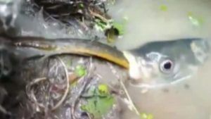 Viral Video: માછલી 1 મીટર લાંબો સાપ ગળી ગઈ! Video જોઈને લોકો થઈ ગયા આશ્ચર્યચકિત
