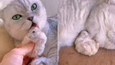 Video: ઉંદર અને બિલાડી વચ્ચે ગાઢ મિત્રતા ! બિલાડીના ખોળામાં રમતા આ ઉંદરને જોઈને લોકોના હોંશ ઉડી ગયા