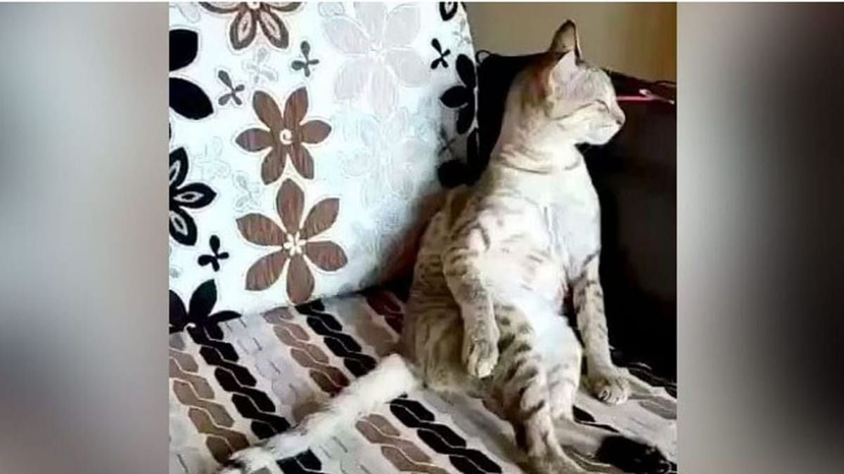 OMG ! ગઝલના રંગમા રંગાઈ આ બિલાડી, કુમાર વિશ્વાસે વીડિયો શેર કરીને કહ્યુ  જરૂર બિલાડી તાનસેનની હશે