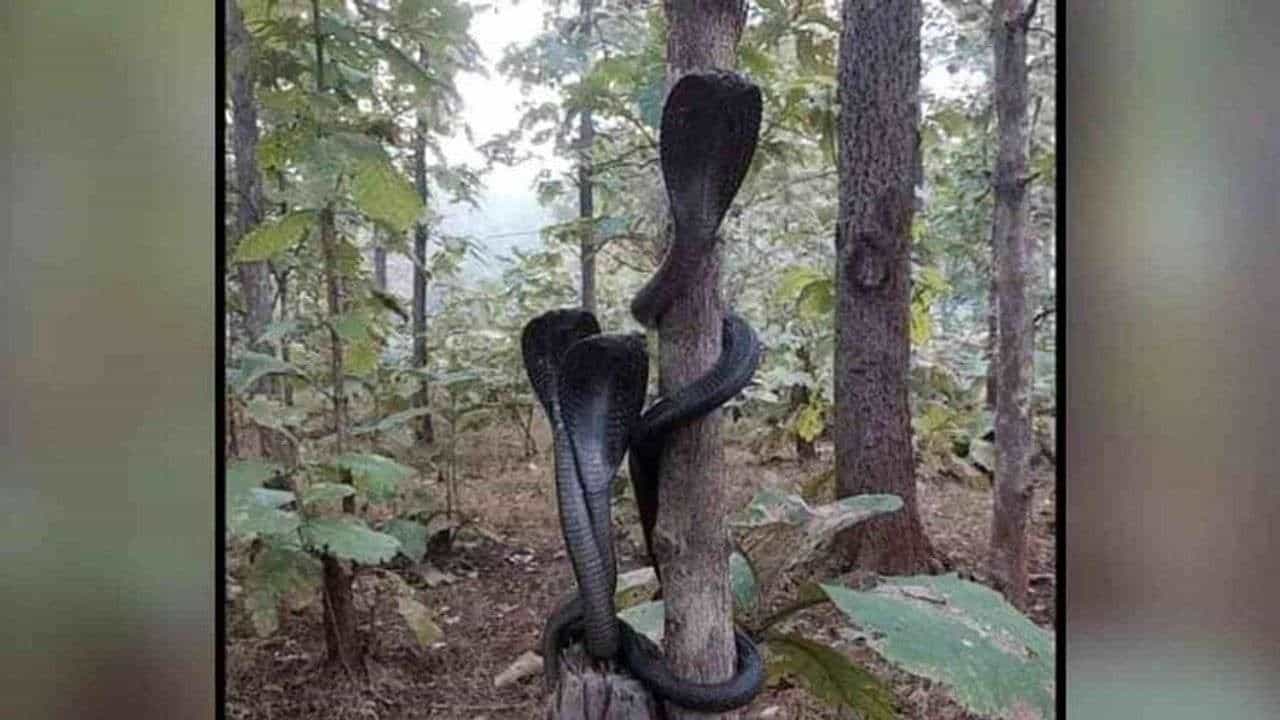 Viral : જંગલમાં જોવા મળ્યો કોબ્રાનો અદ્ભૂત નજારો, લોકો ગણાવી રહ્યા છે આશીર્વાદ