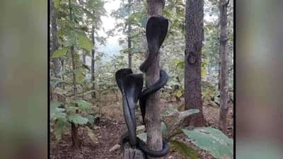 Viral : જંગલમાં જોવા મળ્યો કોબ્રાનો અદ્ભૂત નજારો, લોકો ગણાવી રહ્યા છે આશીર્વાદ