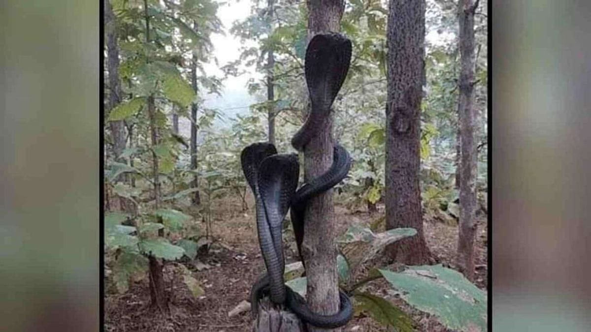 Viral : જંગલમાં જોવા મળ્યો કોબ્રાનો અદ્ભૂત નજારો, લોકો ગણાવી રહ્યા છે આશીર્વાદ