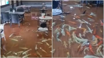 Pond Cafe : આ કેફેમાં મહેમાનોએ બેસવું પડે છે માછલીઓ વચ્ચે, Viral થઇ રહ્યો છે Video